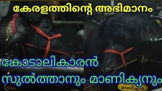 Kodalikkaran Sulthan | Kodalikkaran Manikyan | Sulthan Bull | Manikyan Bull