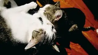 Happy Cat Family Relaxing Together &ndash; Sweet Family Moments 🐾