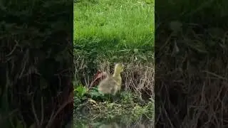 Gosling trying to Jump ( Aww ) #chick