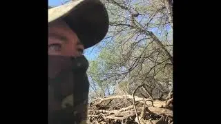 Best way to hunt turkeys without a blind.  Great tip