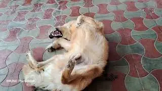 Golden Retriever Puppy wants Belly Rub I 🙃Crazy BRUNO🐕