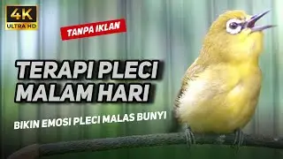 TERAPI PLECI MALAM HARI TANPA IKLAN | TERAPI PLECI BAHAN LANGSUNG NGERIWIK KASAR