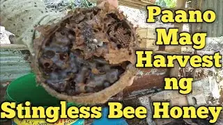 Stingless Bee | Paano Ba Mag Harvest ng STINGLESS BEE HONEY | Stingless Bee Hive