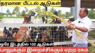 பாலுக்கும் இறைச்சிக்கும் ஏற்ற ரகம் | Punjab beetal goat farming 