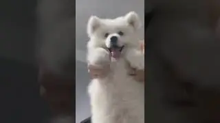 Just a little furball of joy and giggles!