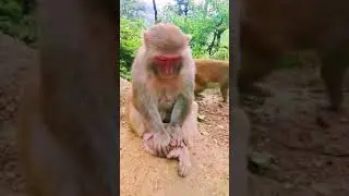 Бедные детеныши обезьяны животные для вас