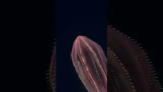 comb jelly test #deepsea #combjelly #animation #deepsealife #cnidaria