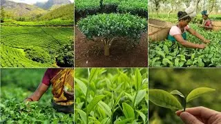 Master Tea Plucking : Hand - On Secrets for Quality Leaves 
