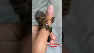 Cute Finger Monkey cute animal