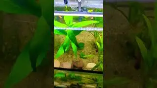 💧 Calm Aquarium View for Relaxation #fishkeepinghobby
