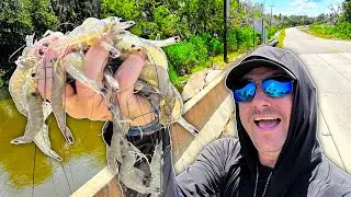 100's of SHRIMP Caught from This Tiny Bridge | Louisiana Shrimp Catch and Cook