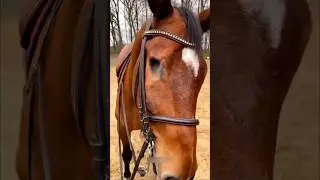 Why Are This Horse Eyes Removed 😨