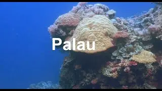 Song for Palau#ScubaDivingMusic #PalauTheBeautiful #UnderwaterSong #TravelSoundtrack #oceanvibes #