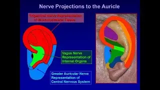 LAMP AURICULOMEDICINE 01: Embryology, Innervation of Auricle, Locomotor System