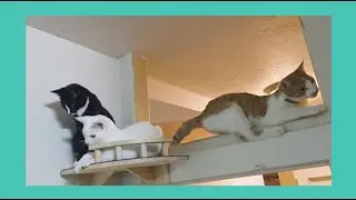 Your cats will love their new climbing wall!
