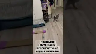 Адаптации русского голубого котёнка в новом доме💙