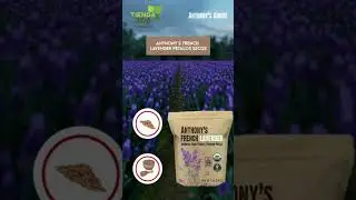 Anthonys Good P&eacute;talos secos de lavanda - Tienda 306