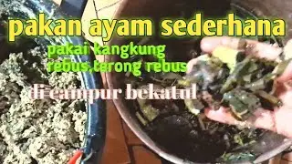 Pakan ayam sederhana kangkung rebus,terong rebus di campur bekatul..