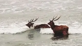 Rusa Cagar Alam Pangandaran
