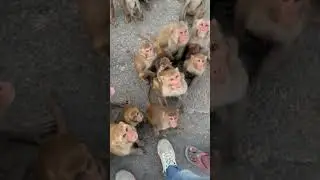 Monkey baby Reaction eating🐒 #shorts #monkeyfeeding #youtubeshorts #pets #feedingmonkey#animallover