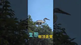 生態 | 樹頂蒼鷺!! | #shorts #蒼鷺 #herons #冬候鳥 #wintermigratorybirds #生態観察【禾平世界】