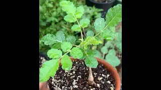 Growing my Frankincense tree