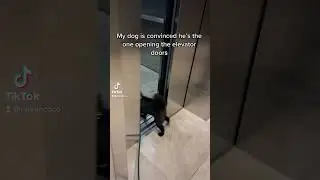 Watch My Dog Open The Elevator #dogs dogs #viral #viralshorts