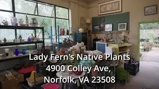 Lady Fern's Native Plants