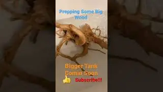 Soaking Wood #aquascape #spiderwood #tankupgrade #shorts