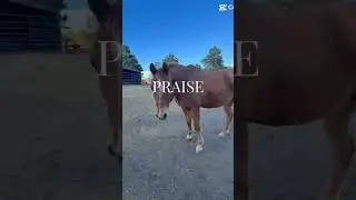 Praise #horse #equestrian #worship