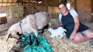 These Could Be Her LAST Babies! Goat Labor & Birth Vlog: Margie