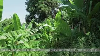 Flying in the tropical rainforest. Georgia