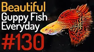 Guppy Channel - Beautiful Guppy Fish Everyday 130