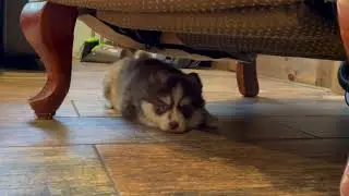 Bowtie Pomsky - Playful, Curious, Perfect