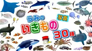 【子供が喜ぶ水族館】海の生き物の写真30種類！お魚さんたちが大集合！さかなの名前図鑑★サメ、クジラ、タコ、チンアナゴ、ハリセンボン、イルカ、イカ★未就学児向け教育｜Fish気分はスキューバダイビング♪