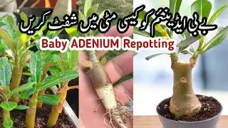 How To Repot Baby ADENIUM Plants/grow plants by cutting fast @adeniumforever