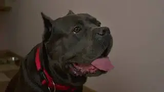 Dogway - 