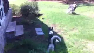 Siberian Husky Chase