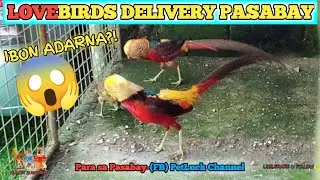 LOVEBIRDS DELIVERY PASABAY