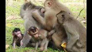 How To See Rex When He Was Young/Maz..116..Amber Monkey