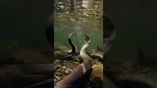 sound of rain with snakes in the water #relaxing #rainsounds #snake #heavyraining #animals #cobra