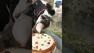 Cow eats a pizza 🍕#shorts #youtubeshorts #villagelife #cowfarming #tractor #piza #dog