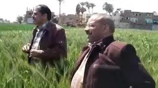 كيف تحصل على تلاتين اردب قمح من الفدان
