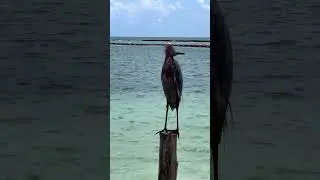 ugly bird