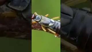 Perse oreilles G&eacute;ant 😱