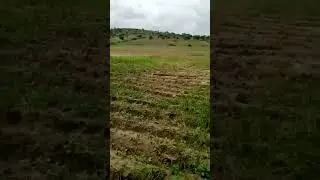 thar parkar .