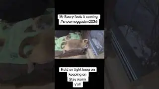 my clever cat Mr Beary is a weather sage #snowmeggedon2026  #cats #life #BroUce #siamesecat