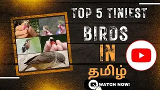 Top 5 Smallest Birds In Tamil |Tiniest birds|animal gallery|