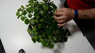 ✂🌳 &iquest;COMO PINZAR BONSAI CADUCO DE HOJAS GRANDES? ✂🌳