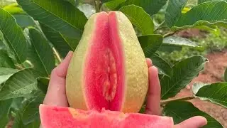 Red daimond 1 guava plan available M: 9064266406
